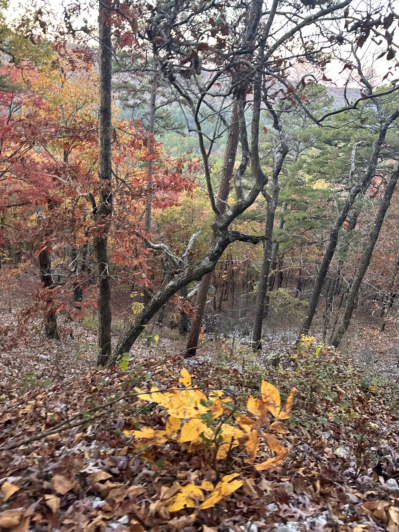 Yellow and orange autumn foliage along a wooded trail