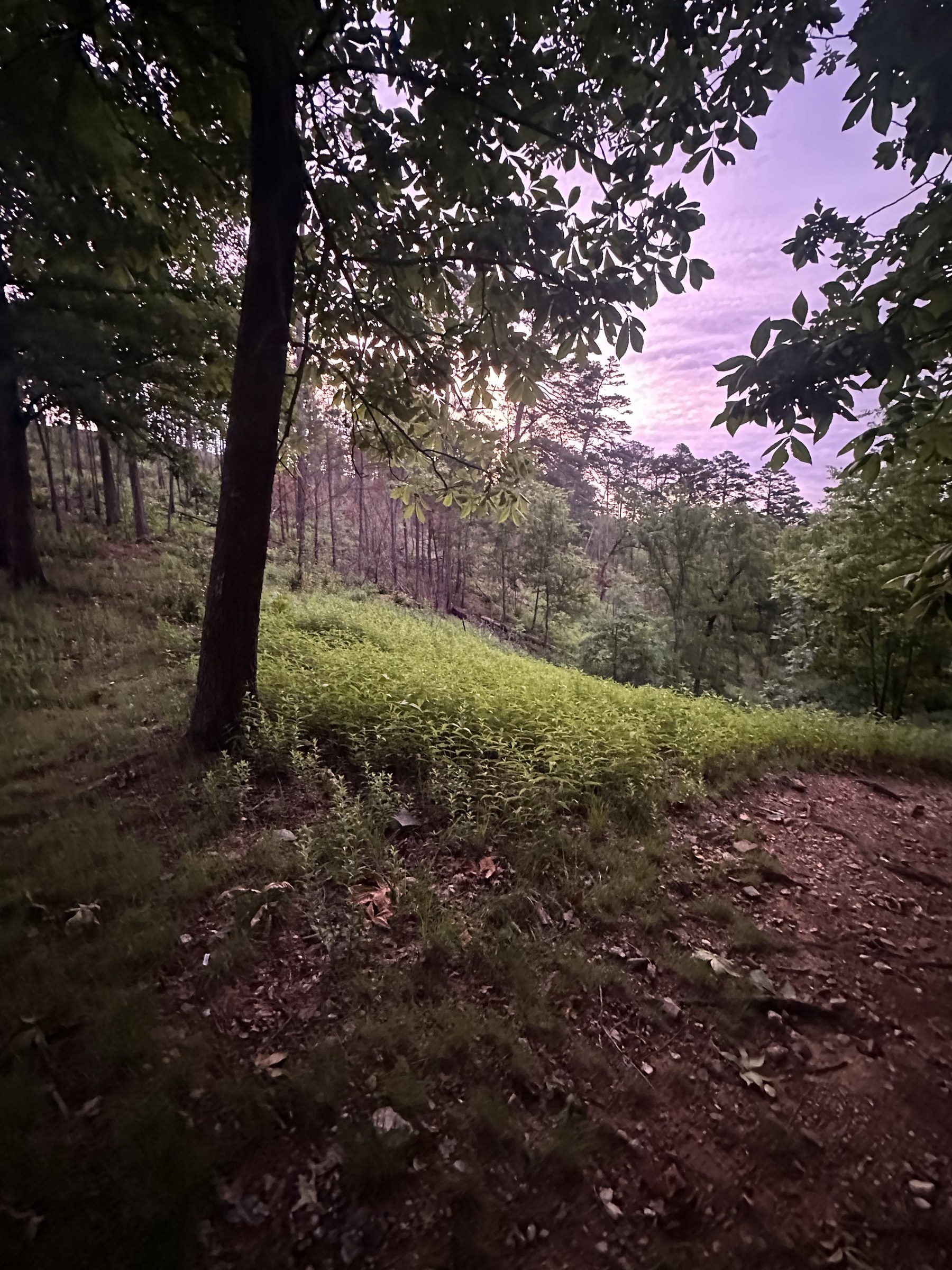 Deep purple twilight sky above a mossy green hollow
