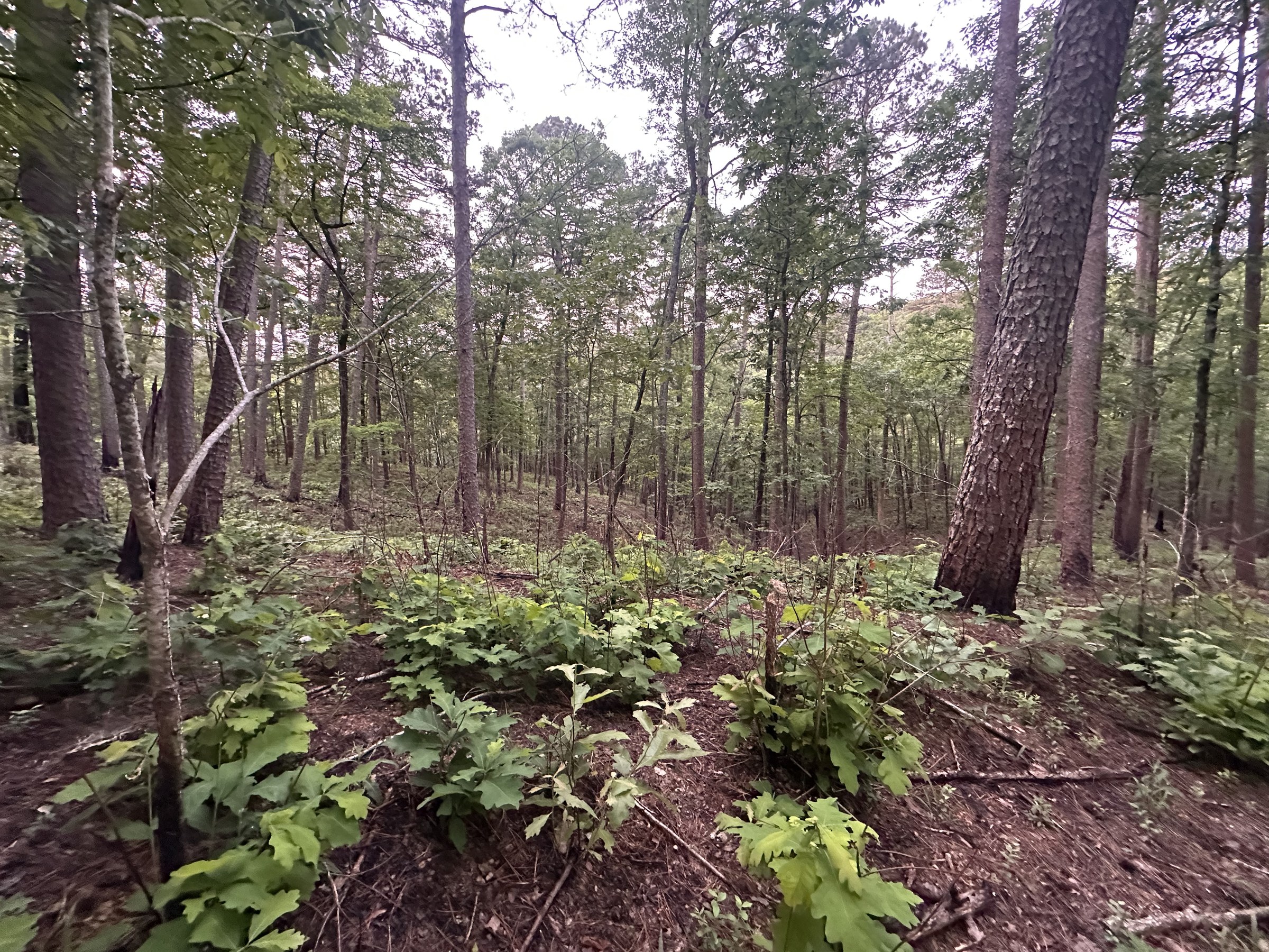 Green ferns and leaf litter carpeting the forest floor between pines