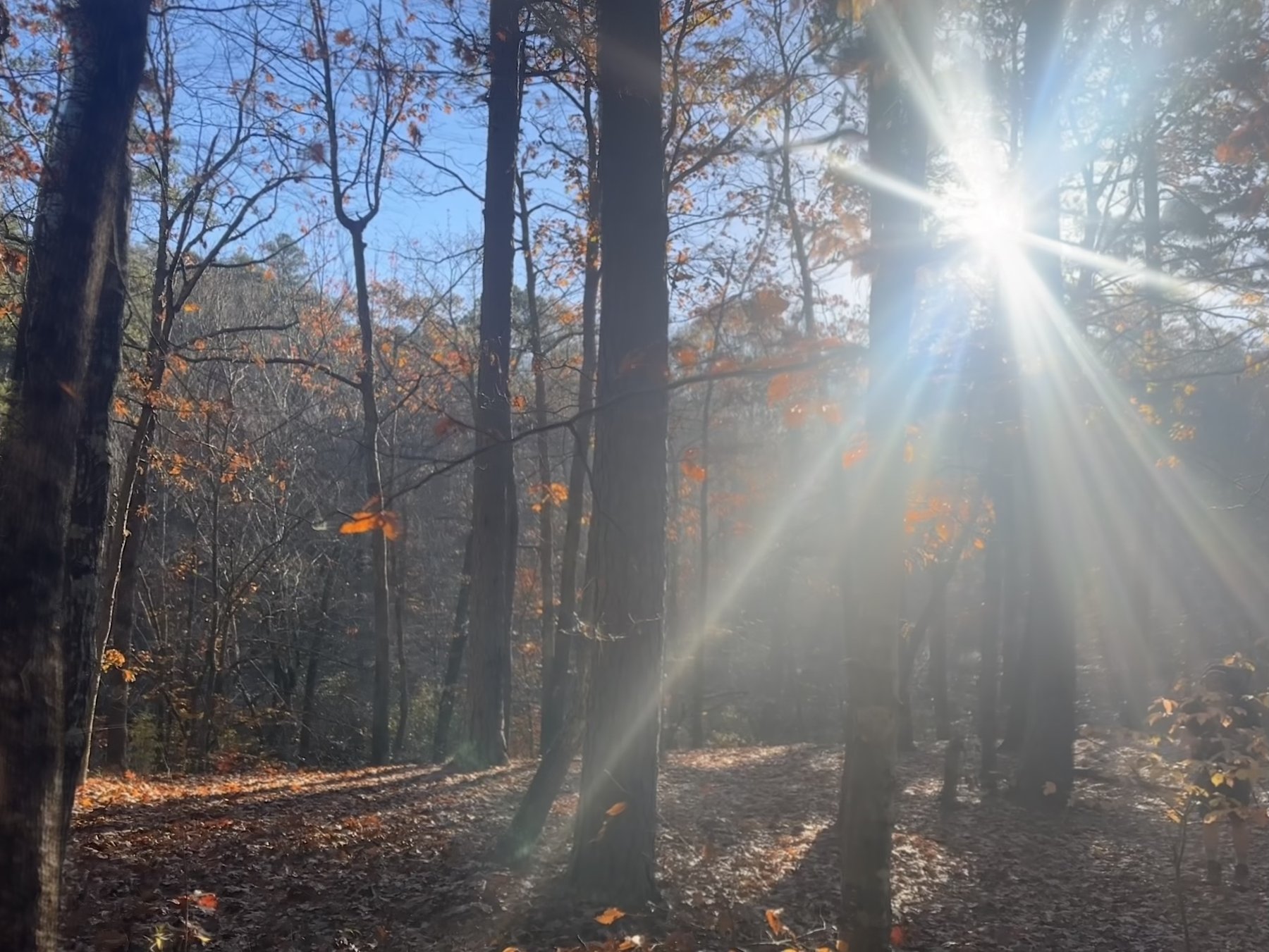 Sunbeams cutting through bare trees with orange leaves on the ground