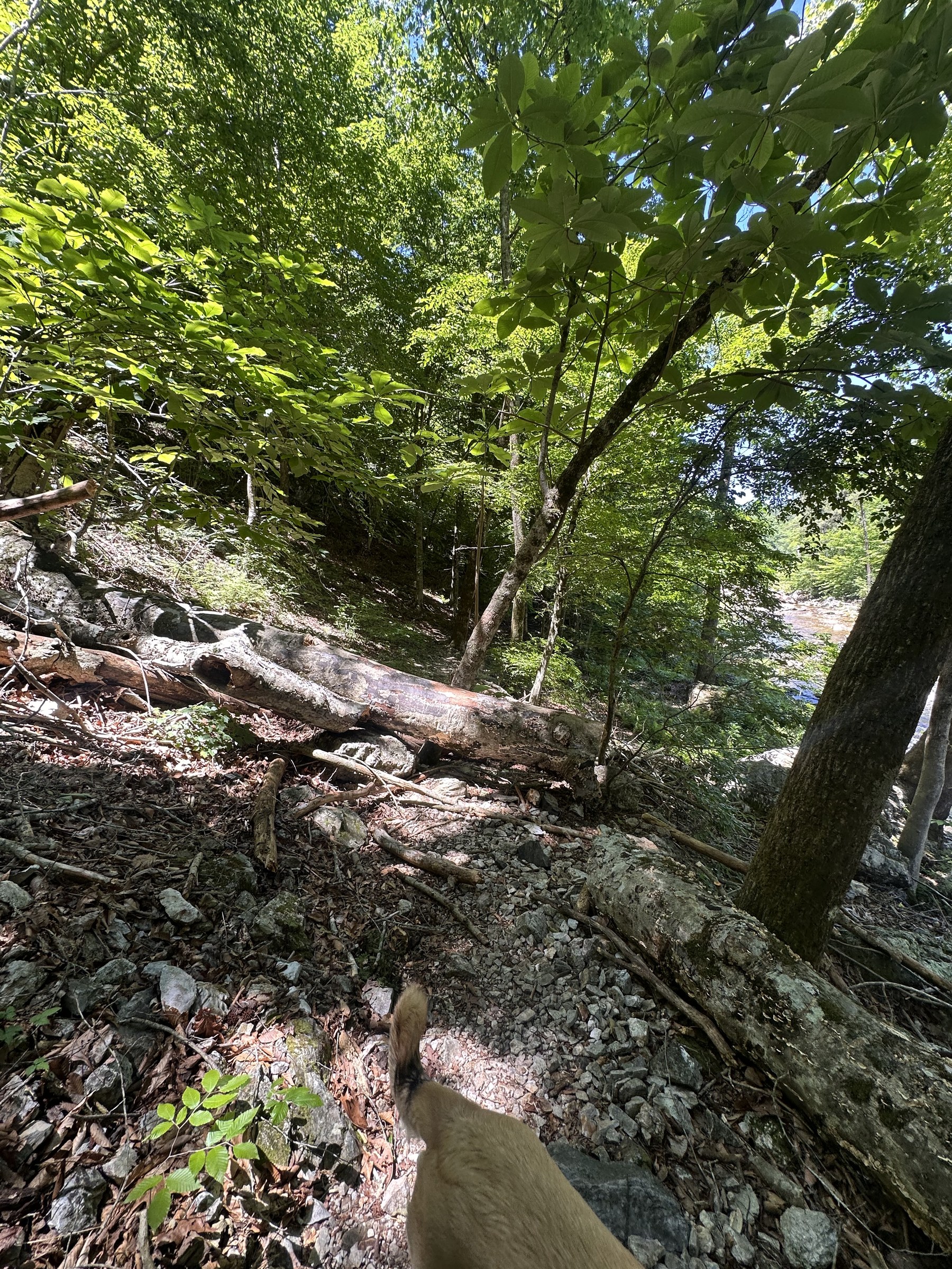 Boulder-strewn creek cutting through a pine forest
