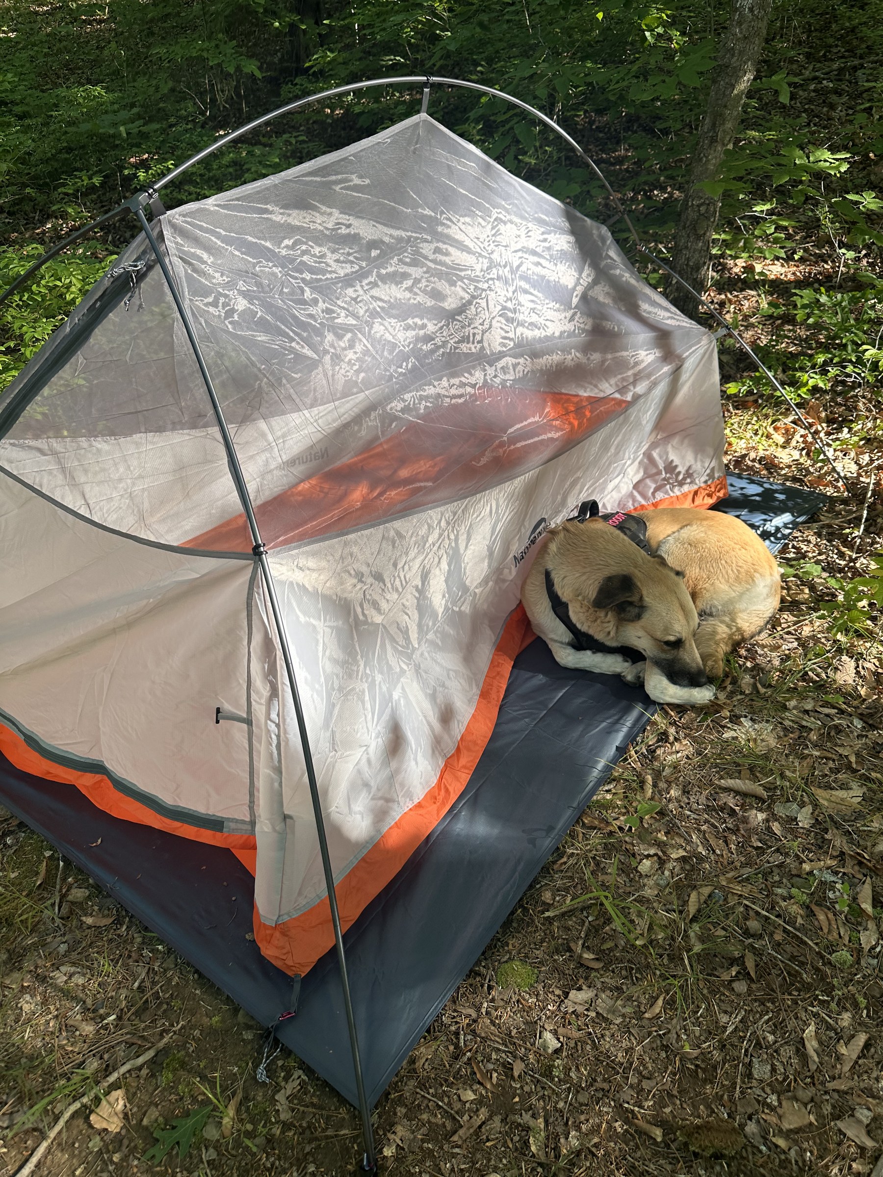 Silver tarp shelter pitched low on the forest floor
