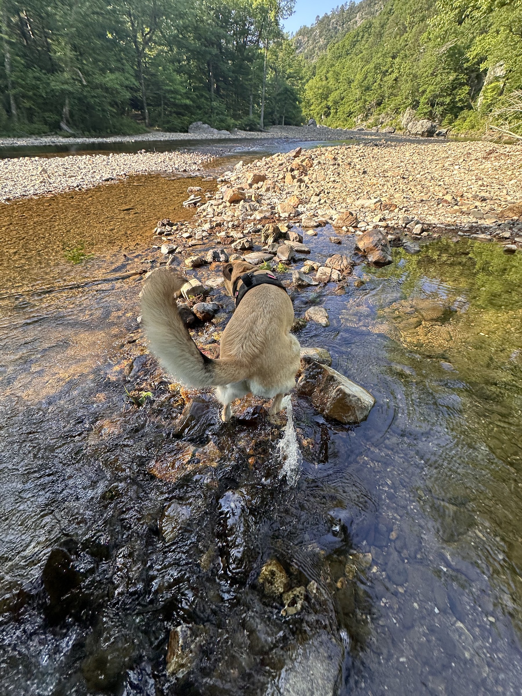 Wide creek pooling among rounded boulders in dappled light