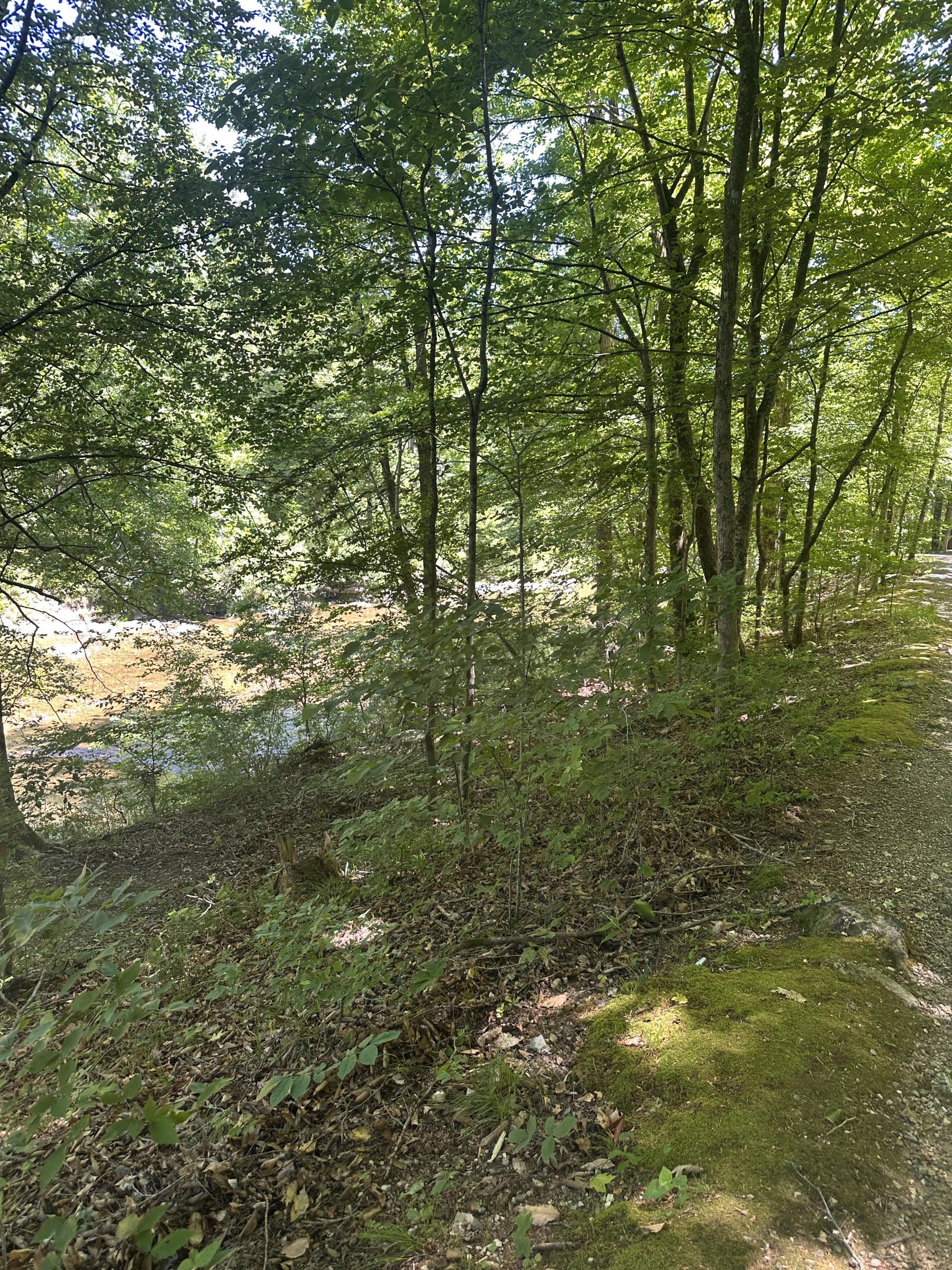 Clear creek running over pale stones under bright green trees