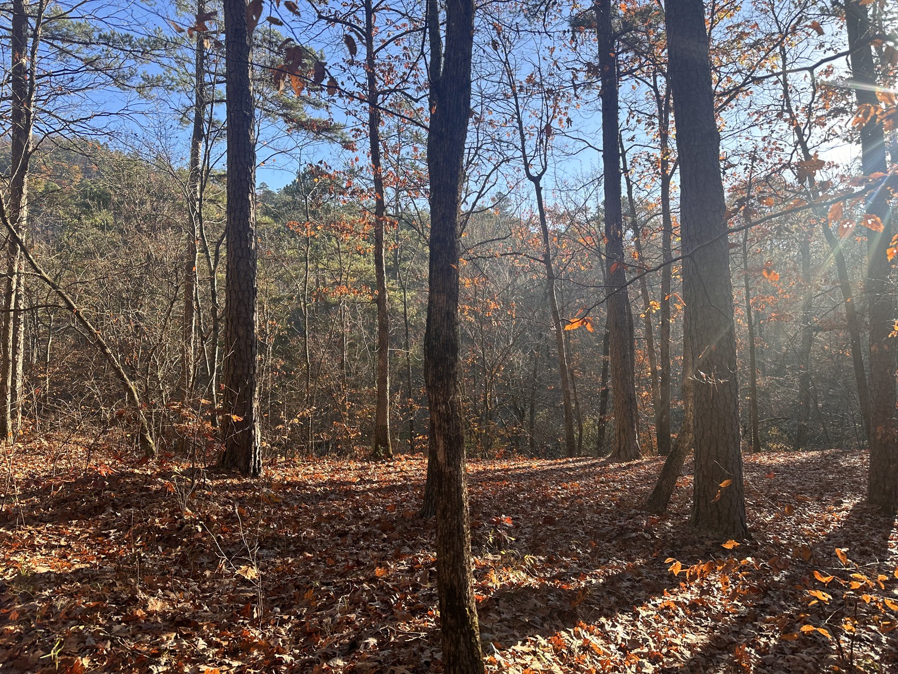 Sunlight streaming through a misty autumn forest