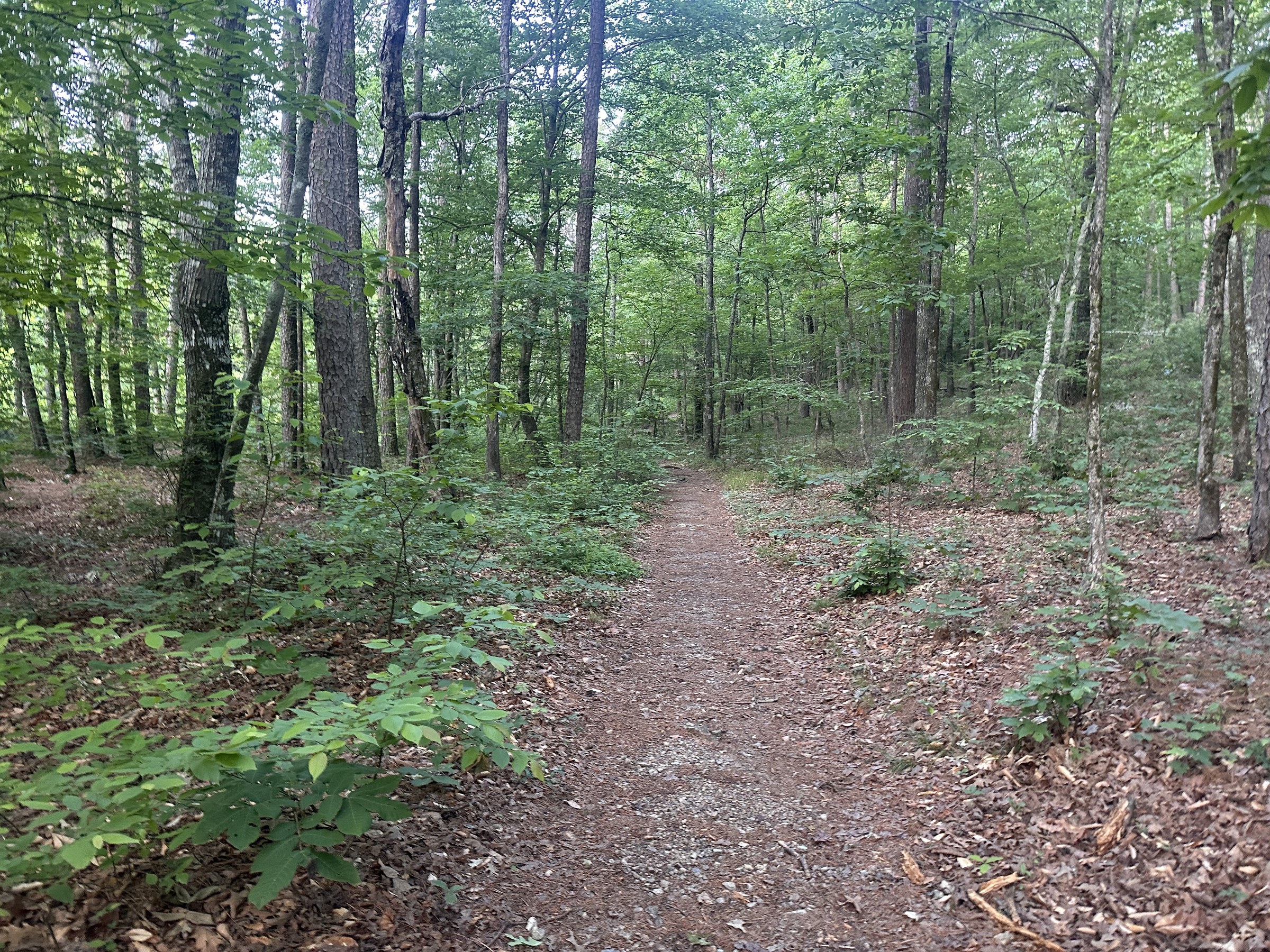 Clear packed-dirt trail curving through fresh green hardwoods